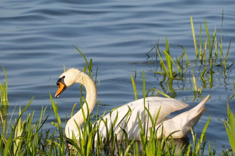 A Mute Swan (Cygnus olor) swimming on the shore of the Steinhuder Meer, animal photo, bird, bird