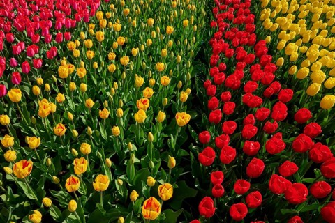 A magnificent bed of yellow and red tulips in a spring garden. The colours radiate in the sunlight,