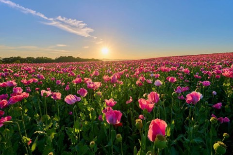 Opium poppy (Papaver somniferum), pink poppies in the golden light of the rising sun, summer,