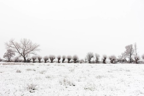 Old gnarled pollarded trees, pollarded willows in the snow on the Lower Rhine, on the left bank of