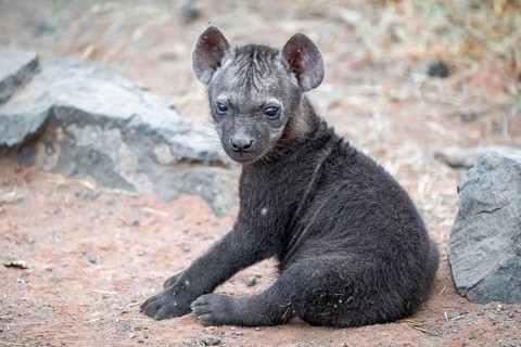 Spotted hyena (Crocuta crocuta), male young, sitting, Kruger National Park, South Africa
