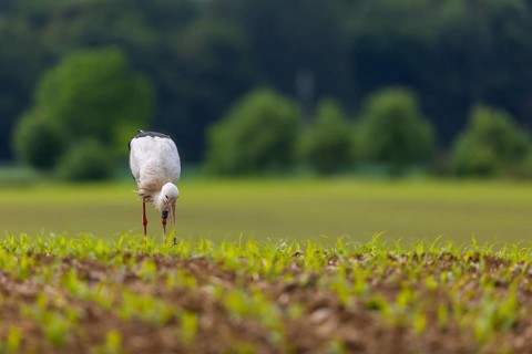 White stork (Ciconia ciconia), eating worm, farmland, Göggingen, Sigmaringen district,