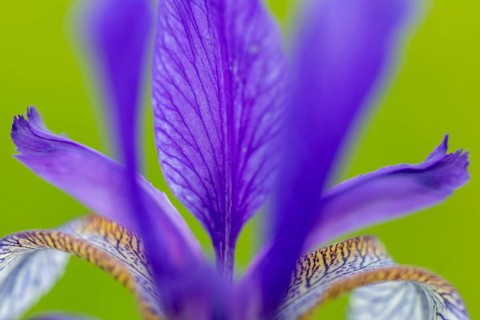 Siberian iris (Iris sibirica), Iris family (Iridaceae), Eriskircher Ried, Baden-Württemberg,