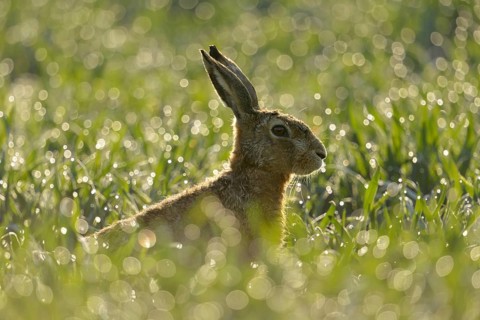 European hare (Lepus europaeus) sitting in a field in the early morning light, dewdrops glisten and