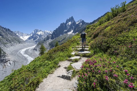 Picturesque mountain landscape with blooming alpine roses, imposing mountain peaks and glaciers,
