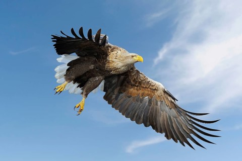 White-tailed Eagle, Sea Eagle (Haliaeetus albicilla) impressive adult, in flight against blue sky,