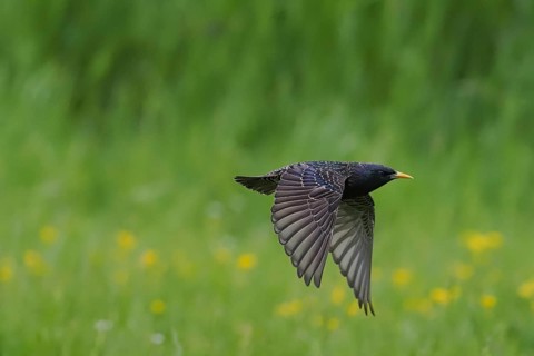 A starling (Sturnus vulgaris) flies over a green meadow, yellow flowers in the background, Hesse,