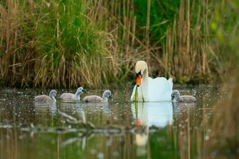 A swan with its chicks swimming in a pond, surrounded by green nature, Mute Swan, (cygnus olor),
