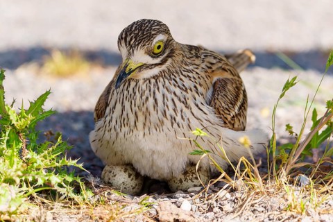 Bird sitting protectively on eggs on dry ground, Stone Curlew (Burhinus oedicnemus), France