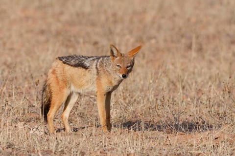 Black-backed jackal (Lupulella mesomelas), standing in the dry grass, looking at camera, alert,
