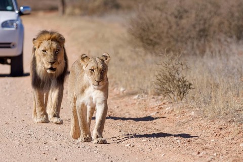 African lions (Panthera leo), two adults, male and female, walking on a dirt road, followed by an