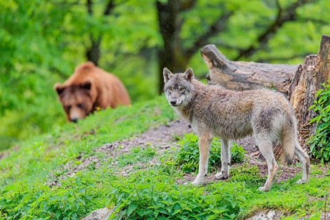 Situation awareness is crucial! A Eurasian gray wolf (Canis lupus lupus) is surprised by a European