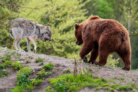 A Eurasian gray wolf (Canis lupus lupus) encounters a European brown bear (Ursus arctos arctos) in