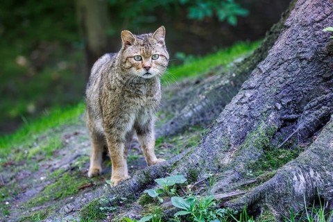 Forest cat (Felis silvestris), Germany