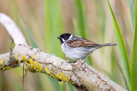 Reed bunting (Emberiza schoeniclus) ml Germany