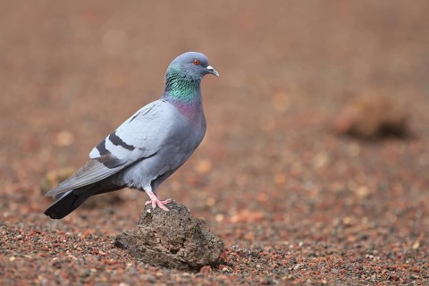 Rock Dove (Columba livia), Lanzarote, Spain