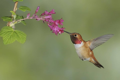 Rufous Hummingbird (Selasphorus rufus) male, British Columbia, Canada