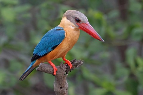 Stork-billed Kingfisher (Pelargopsis capensis), Penang, Malaysia
