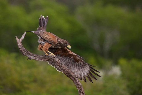 Harris's Hawk (Parabuteo unicinctus) juvenile landing on a branch, Texas, USA