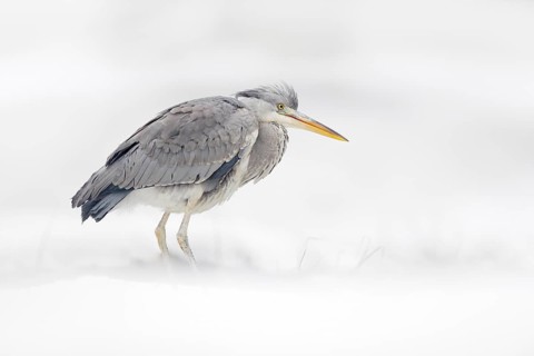 Grey Heron in white snow, wind during cold winter. Wildlife scene from Poland nature. Snow storm