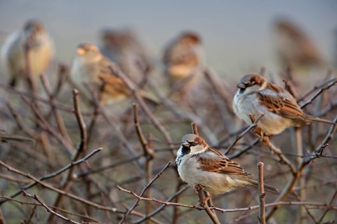 House Sparrow (Passer domesticus) group, North Rhine-Westphalia, Germany