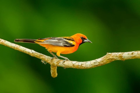 Streak-backed Oriole Icterus pustulatus microstictus El Tuito, Jalisco, Mexico 12 June Adult Male