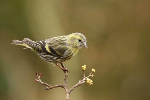 Eurasian Siskin (Spinus spinus) female, Lower Saxony, Germany
