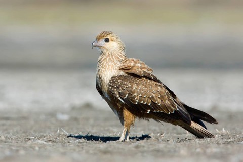 Whistling Kite (Haliastur sphenurus), Victoria, Australia