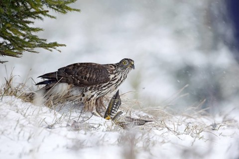 Winter forest with Goshawk. Wildlife scene from Germany nature. Bird of prey Goshawk kill bird and