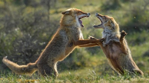 Red Fox (Vulpes vulpes) pair fighting and playing in grassland, Netherlands