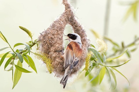 Eurasian Penduline Tit (Remiz pendulinus) male building nest, Saxony-Anhalt, Germany