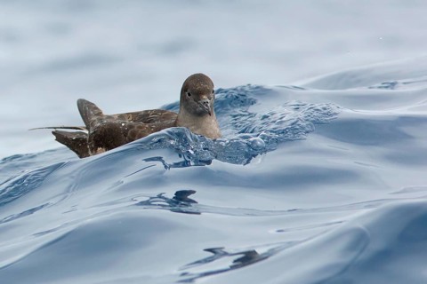 Short-tailed Shearwater (Ardenna tenuirostris), Victoria, Australia