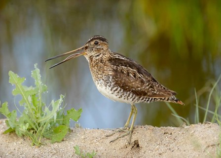 Wilson's Snipe (Gallinago delicata) singing at Marble Hot Springs, Plumas County California