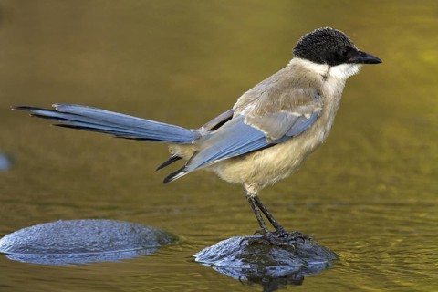 Iberian Magpie (Cyanopica cooki) juvenile, Castile-La Mancha, Spain