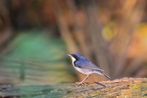 Siberian Blue Robin (Larvivora cyane) male, Khao Yai National Park, Thailand