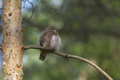 Eurasian Pygmy Owl (Glaucidium passerinum), Poland