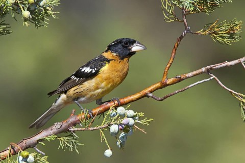 Black-headed Grosbeak Pheucticus melanocephalus Santa Rita Mountains, Santa Cruz County, Arizona,
