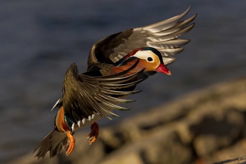 Mandarin Duck (Aix galericulata) male flying, Baden-Wuerttemberg, Germany