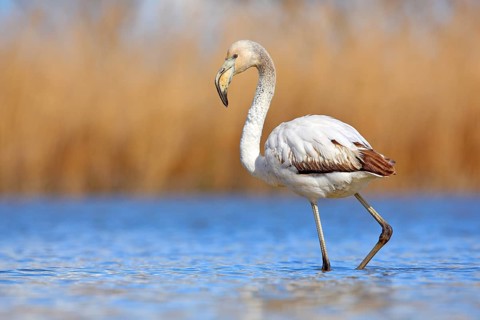 Young Greater Flamingo, Phoenicopterus ruber, nice pink big bird in the blue water, Camargue,