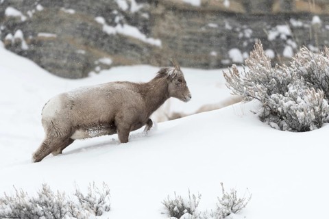 Bighorn Sheep (Ovis canadensis) female in snowy countryside, Yellowstone National Park, Wyoming,