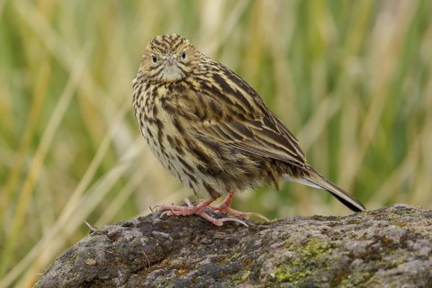 South Georgia Pipit (Anthus antarcticus) perched on tussock grass on South Georgia Island