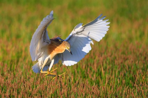 Squacco Heron (Ardeola ralloides) flying, Greece
