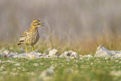 Eurasian Stone-curlew (Burhinus oedicnemus) in field, Dalmatia, Croatia