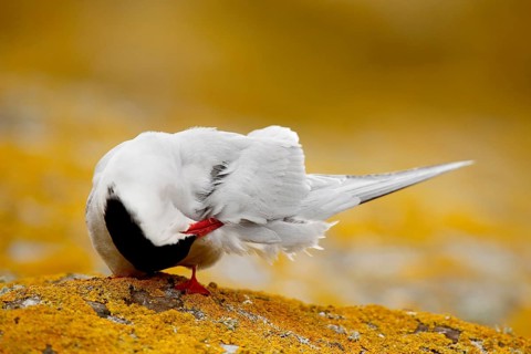 Arctic Tern (Sterna paradisaea) preening, Farne Islands, United Kingdom