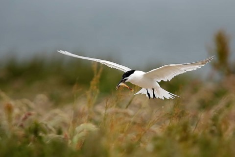 Sandwich Tern (Thalasseus sandvicensis) flying with fish in its beak, Farne Islands, United Kingdom