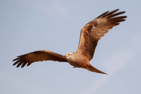 Black Kite (Milvus migrans) flying, Spain