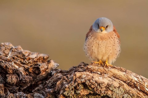 Lesser Kestrel (Falco naumanni), male reting on dry trunk, Castile-La Mancha, Spain