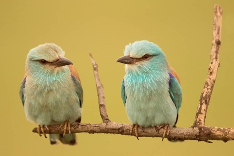 European Roller (Coracias garrulus) pair perched on a branch, Serbia