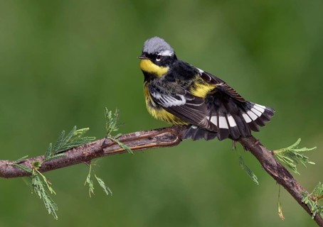 Magnolia Warbler (Setophaga magnolia) male perched on a branch, Texas, USA