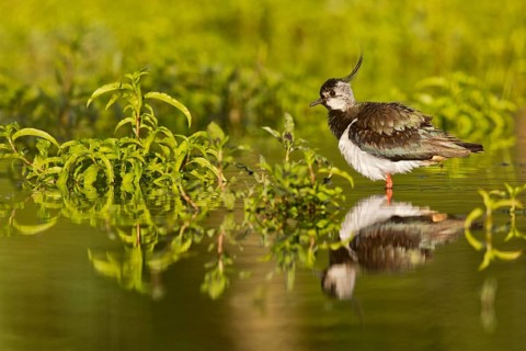 Northern Lapwing (Vanellus vanellus), Bavaria, Germany
